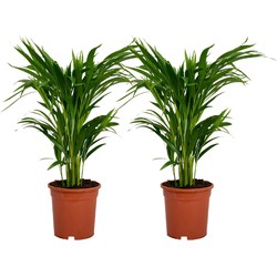 ZynesFlora - Dypsis Lutescens - 2 Stuks - Areca - Kamerplant - Ø 14 cm - Hoogte: 55-60 cm - Luchtzuiverend - Goudpalm - Palm