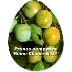 Prunus Domestica Reine Claude Verte