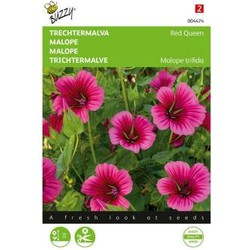 Zaden malope trechtermalva red queen 1.5 gram