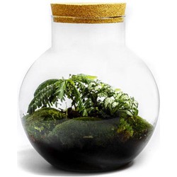 Growing Concepts Bolder terrarium - Biophytum plant 30cm / 18cm / Glas - 30cm