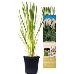 Pampasgras x 6 (wit) - Cortaderia set - 6x wit - 30-40 cm