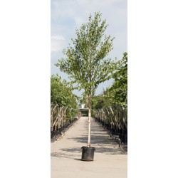 Chinese berk Betula alb. Fascination h 350 cm st. omtrek 12 cm