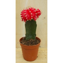 3 stuks! Kamerplant Cactus Rood/oranje mini