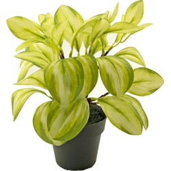 Kunstplant Rohdea 28 cm groen | NeverLeafs