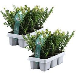 Ilex crenata 'Jenny' - Japanse hulst - Set van 12 - ⌀9 cm - Hoogte 10-20 cm