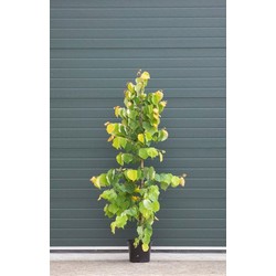 2 stuks! Judasboom Hearts of Gold Cercis canadensis Hearts of gold h 225 cm boom