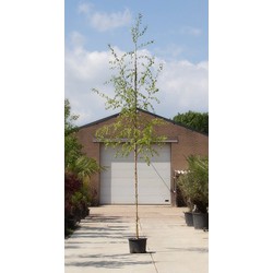 Ruwe berk Betula pendula h 350 cm st. omtrek 12 cm