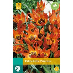 3 stuks - Tulipa Little Princess 8 bollen