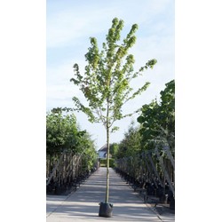 Amerikaanse rode esdoorn Acer rubrum h 250 cm st. omtrek 8 cm