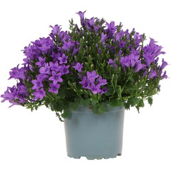 Campanula Addenda - Klokjesbloem purple potmaat 12cm - vaste plant - winterhard - Purple