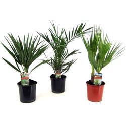 Buiten Palmbomen Mix - Mix van 3 planten - Pot 15cm - Hoogte 50-70cm