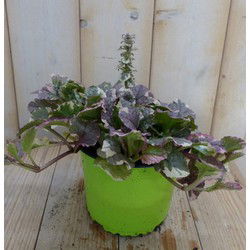 3 stuks! Zenegroen Ajuga bont