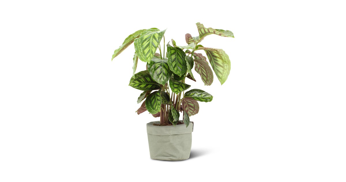 We Love Plants - Calathea Flamestar + Plantbag Jade - 75 cm hoog - Luchtzuiverende plant