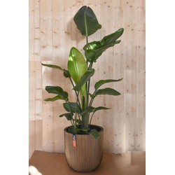 Strelitzia in gouden pot groove