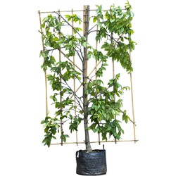 Haagbeuk haagelement Carpinus betulus 180 cm