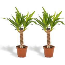 Hello Plants Yucca Palmlelie - Ø 14 cm Pot - Hoogte: 60 cm - Palm Kamerplant