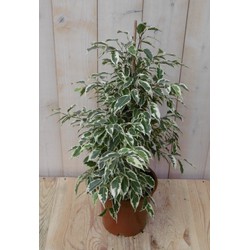 Kamerplant Ficus witbont 60 cm