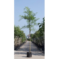 2 stuks! Honingboom Sophora japonica h 250 cm st. omtrek 8 cm boom