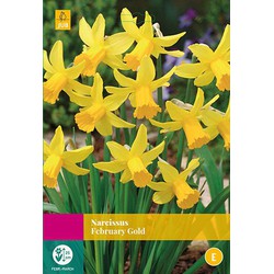 2 stuks - Narcissus February Gold 15 bollen