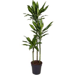 Dracaena fragrans Cintho - Drakenboom - Pot 24cm - Hoogte 140-150cm