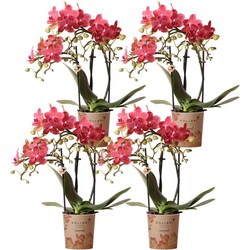 Kolibri Orchids | COMBI DEAL van 4 oranje Phalaenopsis orchideeën - Congo - potmaat Ø9cm | bloeiende kamerplant - vers van de kweker