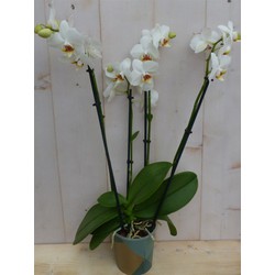 Kamerplant Vlinderorchidee phalaenopsis wit 4 takken