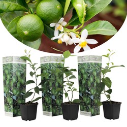 Citrus aurantifolia Limoen - Citroenboom - Set van 3 - Pot 9cm - Hoogte 25-40cm