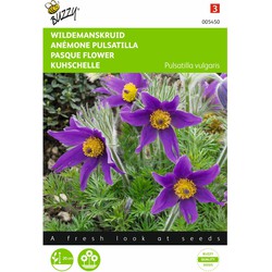 2 stuks - Pulsatilla vulgaris anemone