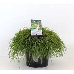 Chamaecyparis pis filifera nana 45 cm