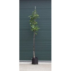 Walnotenboom Buccaneer Juglans regia Buccaneer h 275 cm st. omtrek 7 cm