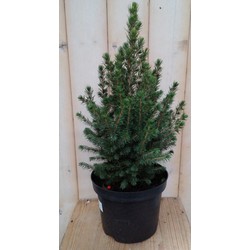 Conifeer Picea 30 cm