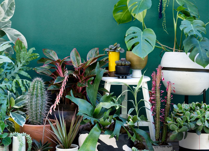 Deze 5 planten kun je beter in huis halen dan de cactus