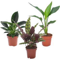 Groene kamerplanten 'Tropisch' - Mix van 3 - Pot 12cm - Hoogte 25-40cm