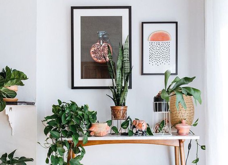 Welke plant past in jouw interieur?