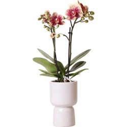Kolibri Orchids | Geel rode Phalaenopsis orchidee - Spain + Trophy grijze sierpot - potmaat Ø9cm - 45cm hoog | bloeiende kamerplant - vers van de kweker