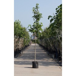 Zakdoekenboom Davidia involucrata h 450 cm st. omtrek 16 cm - Warentuin Natuurlijk