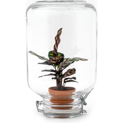 URBANJNGL - Easyplant • Calathea Makoyana • Planten terrarium