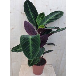 Calathea Warscewiczii Pauwenplant groot blad paarse onderkant 60 cm