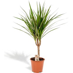 Hello Plants Dracaena Marginata Drakenbloedboom - Ø 14 cm - Hoogte: 60 cm - Palm Kamerpalm