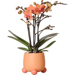 Kolibri Orchids | Oranje Phalaenopsis orchidee - Mineral Bolzano + Rolling peach - potmaat Ø9cm | bloeiende kamerplant - vers van de kweker