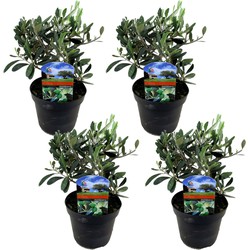 Olea Europaea - Set van 4 - Winterharde olijfstruik - Pot 14cm - Hoogte 25-40cm