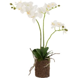 J-line - Orchidee In Aarde Plastiek Wit/groen Medium - 30x15x52cm