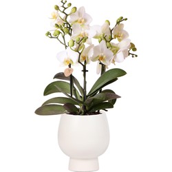 Kolibri Orchids | Witte phalaenopsis orchidee - Lausanne + Scandic witte sierpot - potmaat Ø9cm + 40cm hoog  | bloeiende kamerplant - vers van de kweker