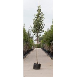 Sierpeer Pyrus call. Chanticleer h 350 cm st. omtrek 12 cm