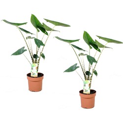 Alocasia Zebrina - Set van 2 - Olifantsoor - Pot 17cm - Hoogte 50-60cm