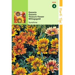 2 stuks - Gazania Splendens Hybrida Sunshine Gemengd