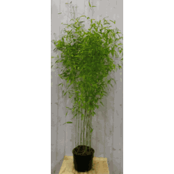 Bamboe Fargesia 200 cm