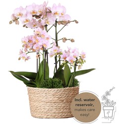 Kolibri Orchids | roze plantenset in Reed Basket incl. waterreservoir | drie roze orchideeën en drie groene planten | Field Bouquet roze met zelfvoorzienend waterreservoir