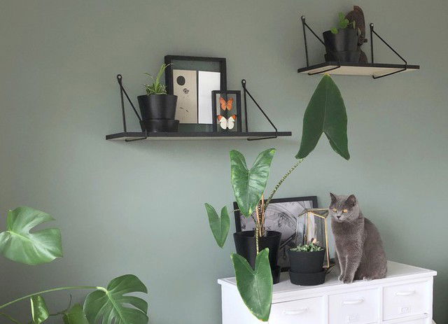 De leukste items voor op een wandplank