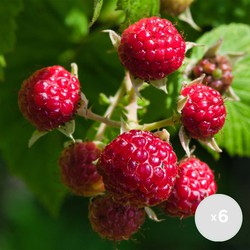 6x Rubus 'BonBonBerry Yummy' – Mini Framboos – Fruitboom – Zelf bestuivend - ⌀12 cm - ↕20-25 cm